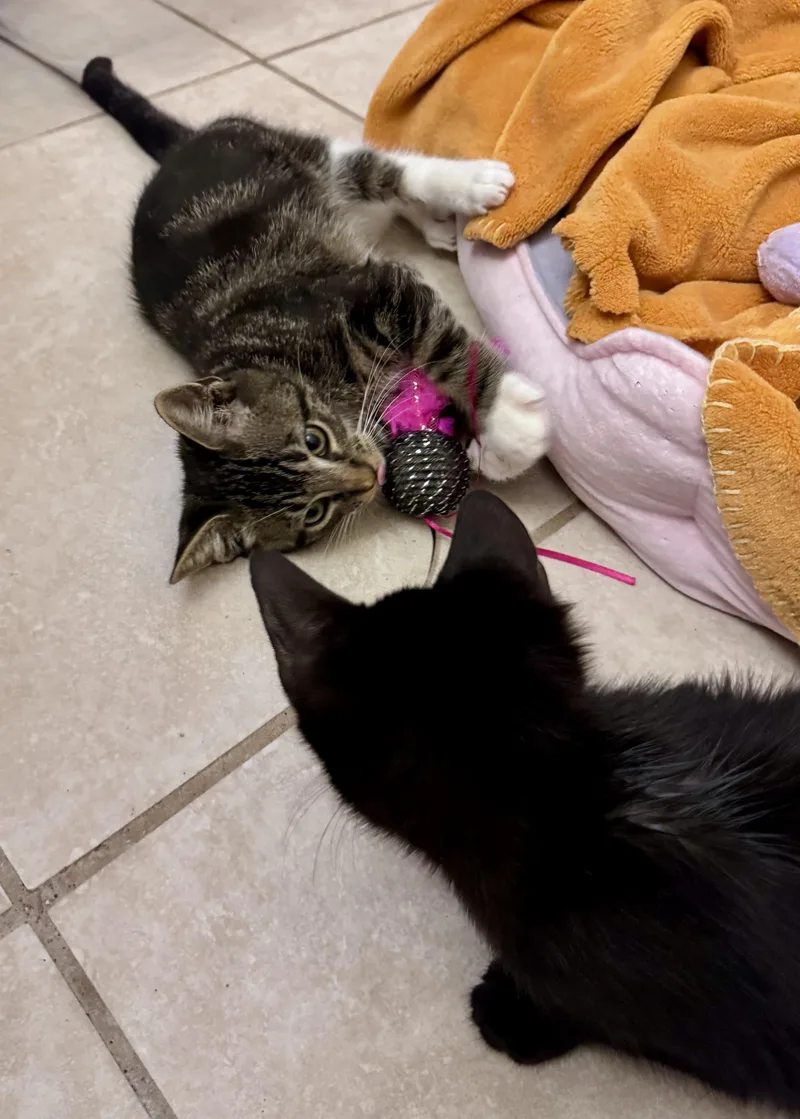 A baby medium-sized male Tabby cat named Jaspurr for adoption in Houston, TX