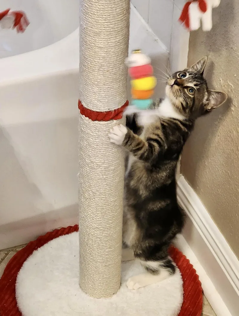 Jaspurr thumbnail 3