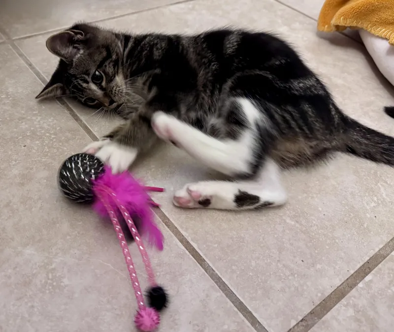 Jaspurr thumbnail 4