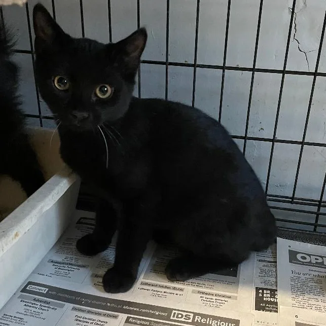 A baby medium-sized male Black Domestic Short Hair cat named Fawn for adoption in Spencer, IN