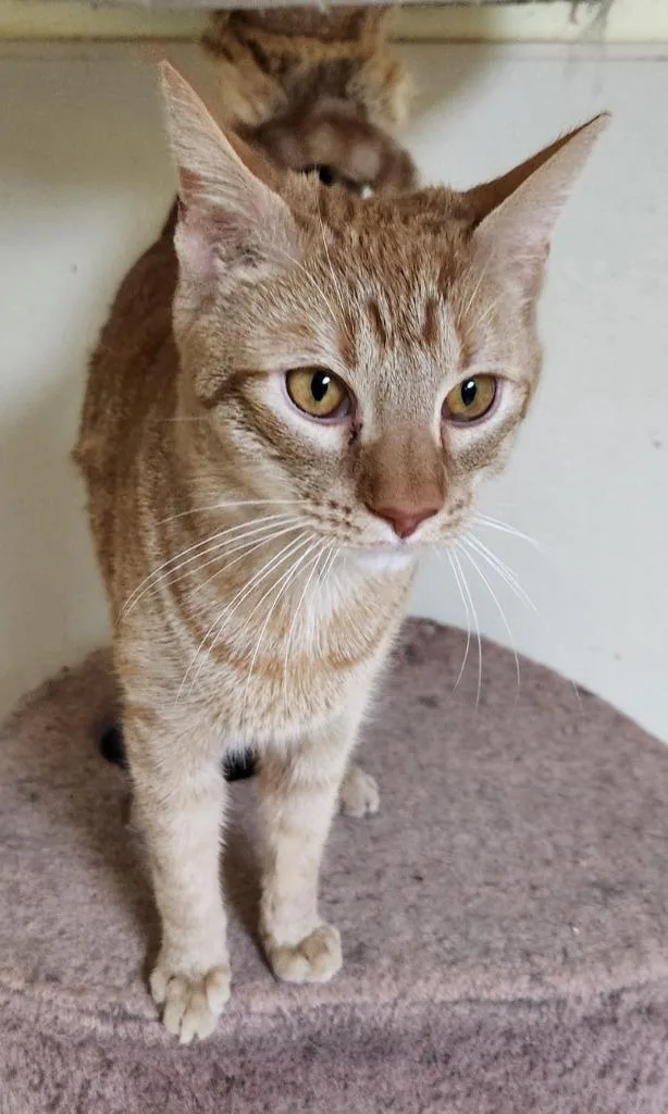 A young medium-sized male Domestic Short Hair cat named Garfield for adoption in Walnutport, PA
