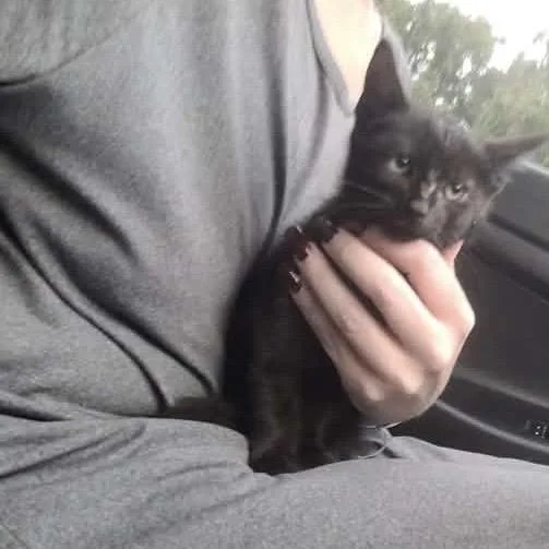 A baby small-sized male Black Domestic Short Hair cat named Spooky for adoption in Pasadena , MD