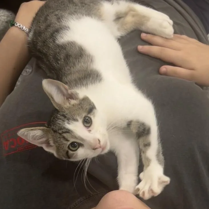 A young medium-sized male Gray & White Domestic Short Hair cat named Macaroon for adoption in Manheim, PA