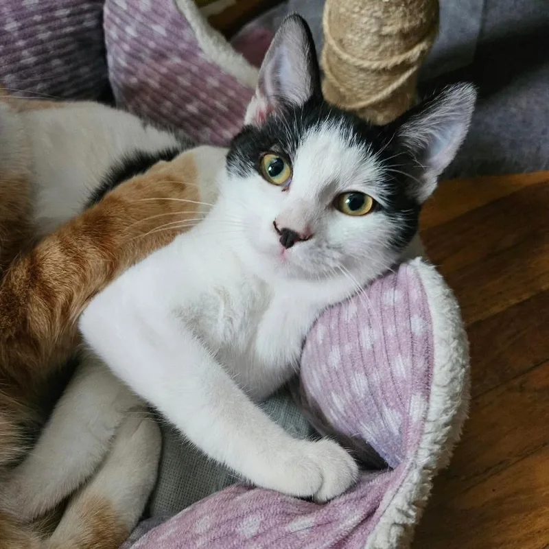 A baby small-sized female White Domestic Short Hair cat named Starlight for adoption in LYLE, MN