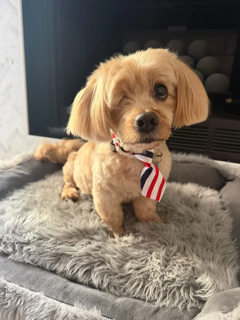A senior small-sized male Golden Cockapoo dog named Caesar for adoption in Marina Del Rey, CA