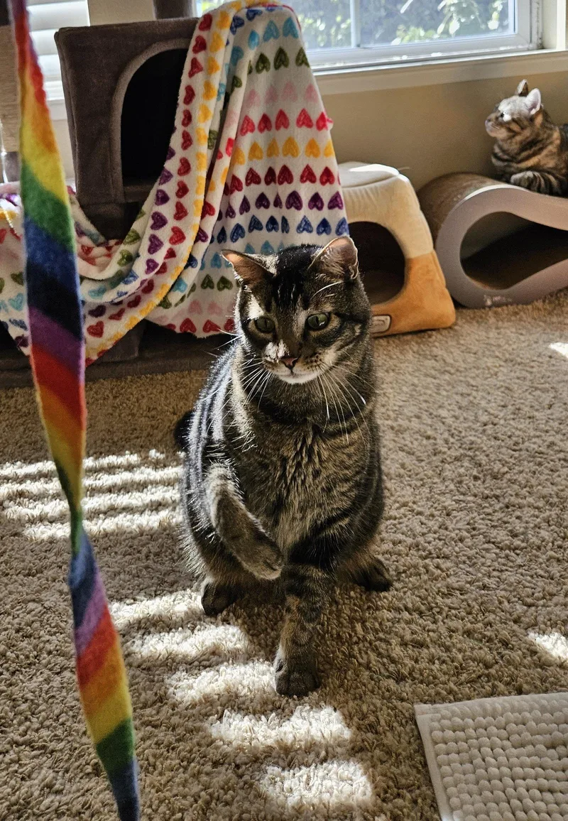 An adult medium-sized male Brown / Chocolate Domestic Short Hair cat named Balmy for adoption in San Jose, CA