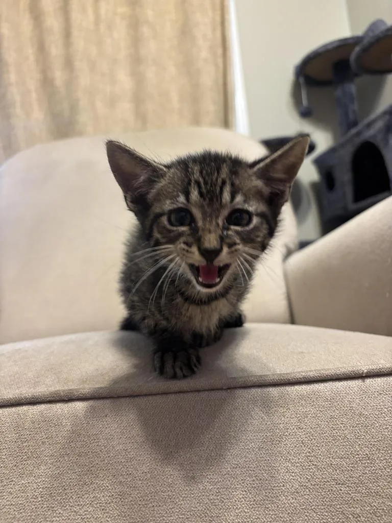 A baby small-sized female Domestic Short Hair cat named Mimosa for adoption in Newnan, GA