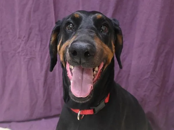 An adult large-sized female Doberman Pinscher dog named Maddy for adoption in Portland, OR