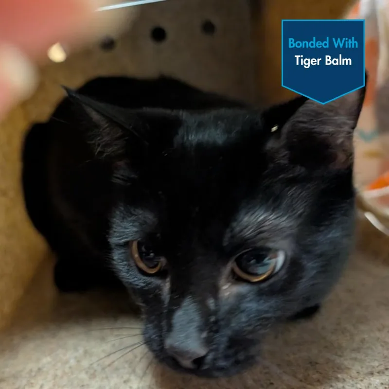 A young medium-sized male Domestic Short Hair cat named Midnight Munchies for adoption in Baltimore, MD