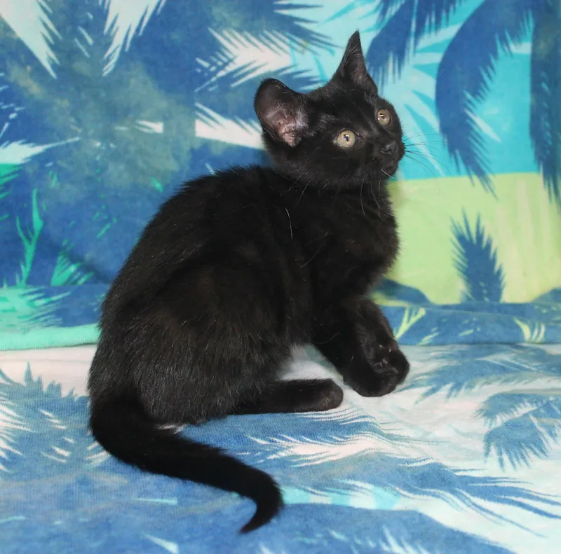 A baby medium-sized female Domestic Medium Hair cat named Timone for adoption in Prattville, AL