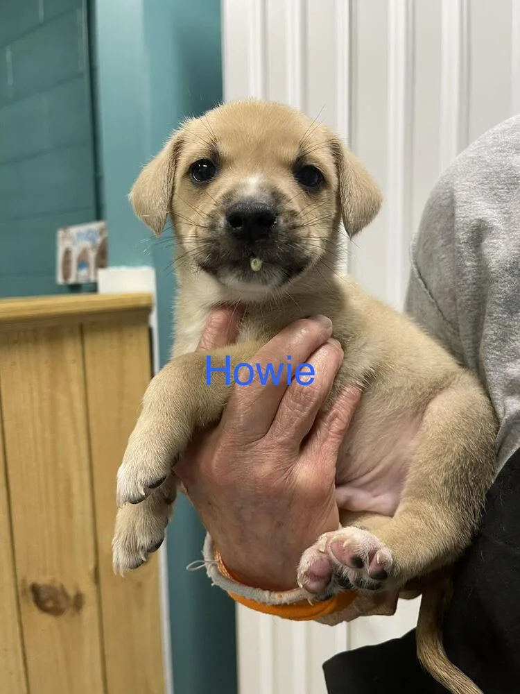 A baby small-sized male Husky dog named Howie for adoption in Chattanooga, TN