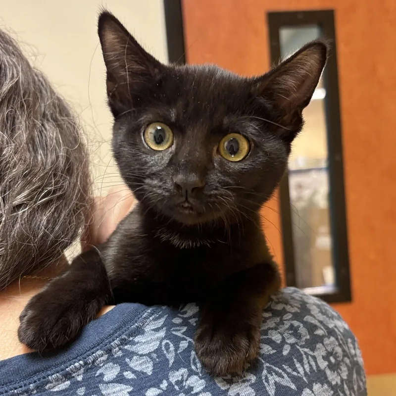 A baby medium-sized female Black Domestic Short Hair cat named Legend for adoption in Sonora, CA