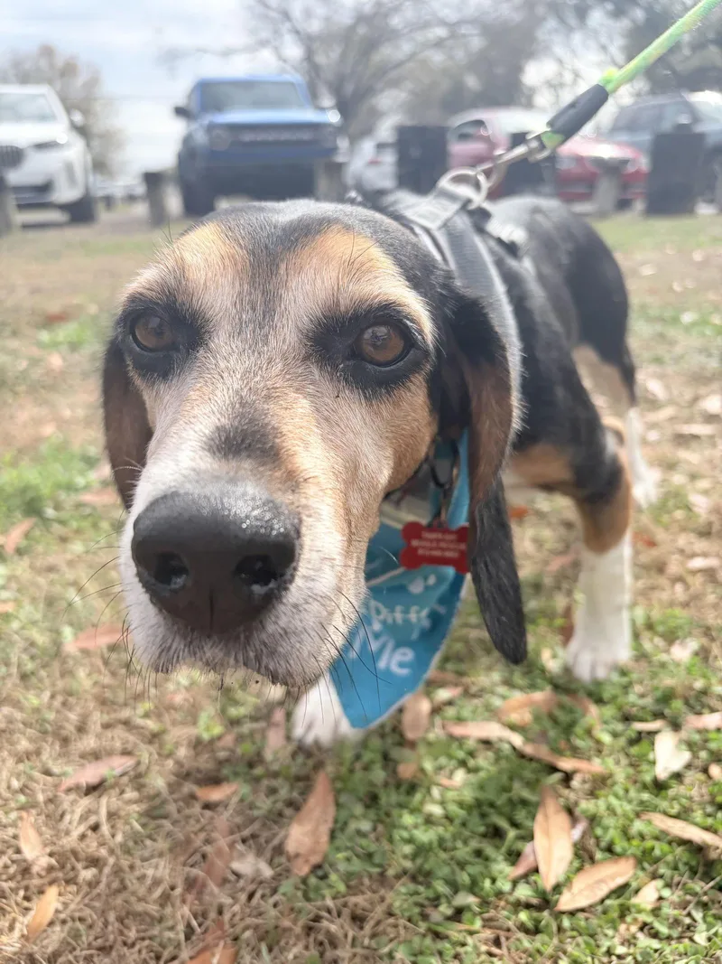 Squirrelly thumbnail 2