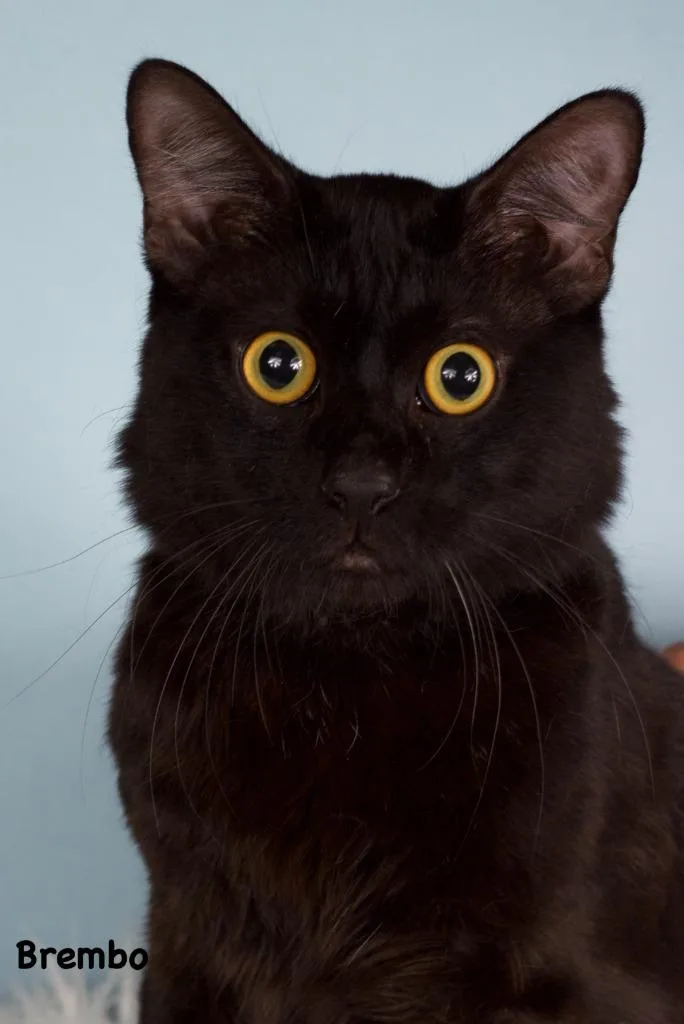 Brembo