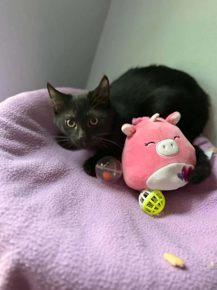 A baby small-sized male Domestic Short Hair cat named Ethan for adoption in Orlando, FL