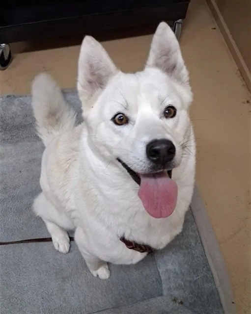 A young large-sized female Siberian Husky dog named Snowy for adoption in Chula Vista, CA