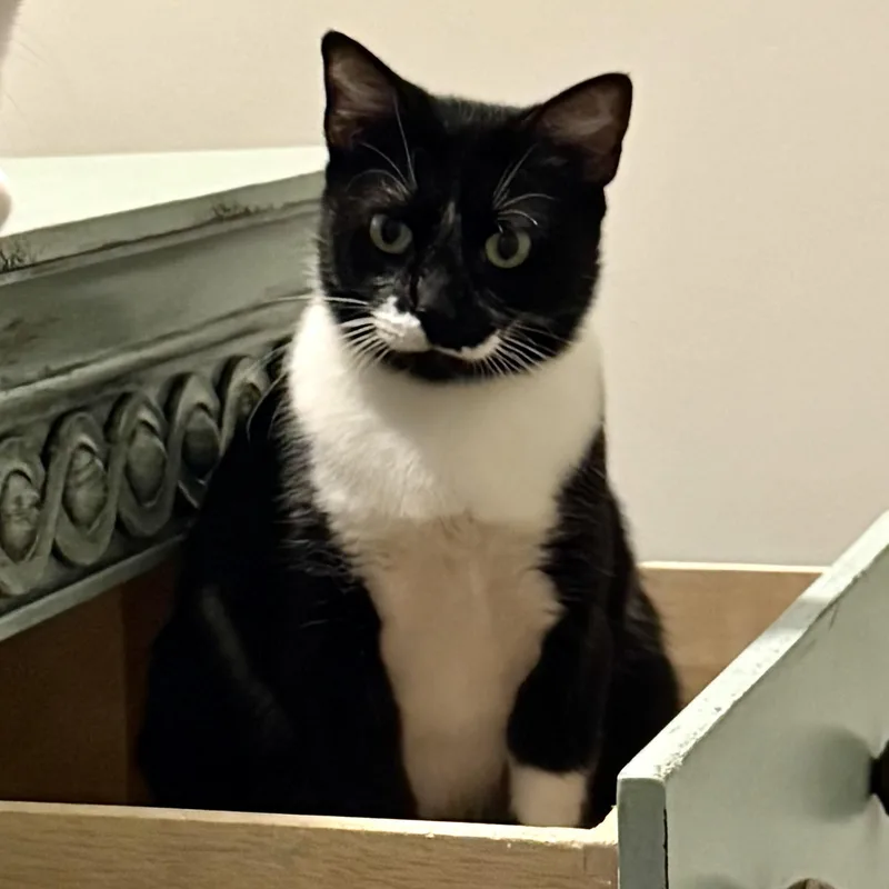 Purrkinson thumbnail 2
