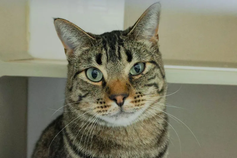 A young small-sized male Domestic Short Hair cat named Memphis for adoption in Loveland, CO