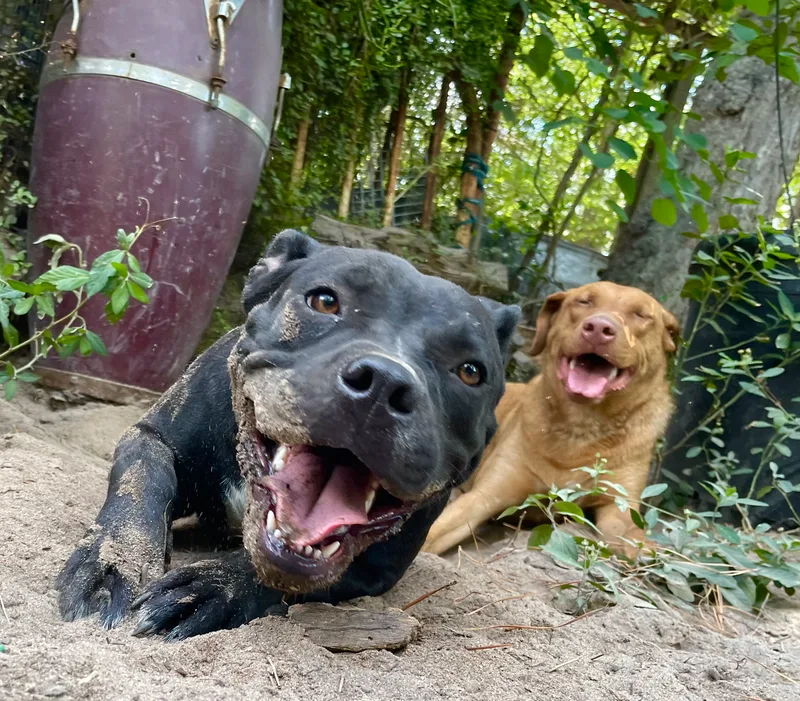 An adult medium-sized female Black American Staffordshire Terrier dog named Gorilla for adoption in Darlington, SC