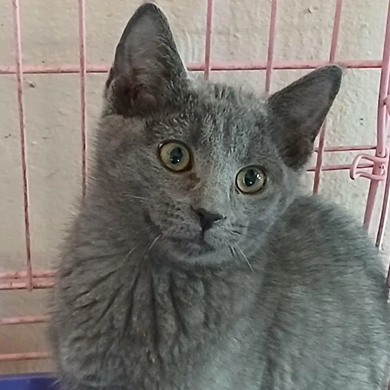 A baby small-sized male Gray / Blue / Silver Domestic Short Hair cat named Scrabble for adoption in Irwin, PA