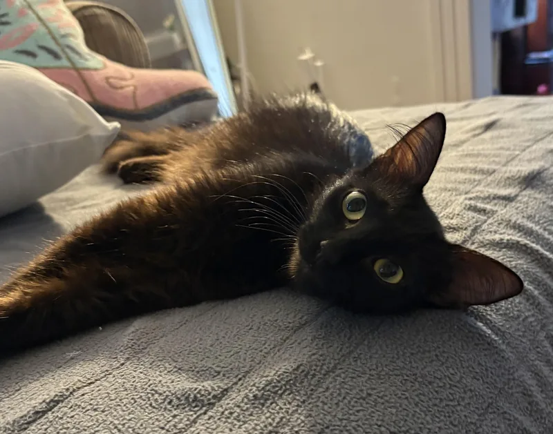 Cheyenne