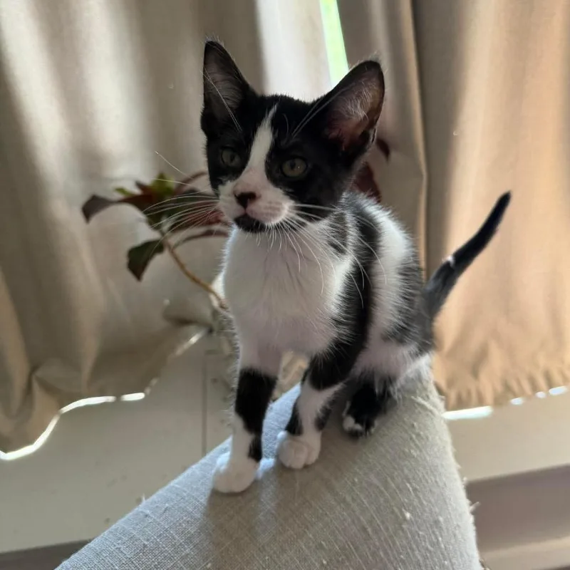 A baby small-sized female White Domestic Short Hair cat named Gangle for adoption in Springfield, OH