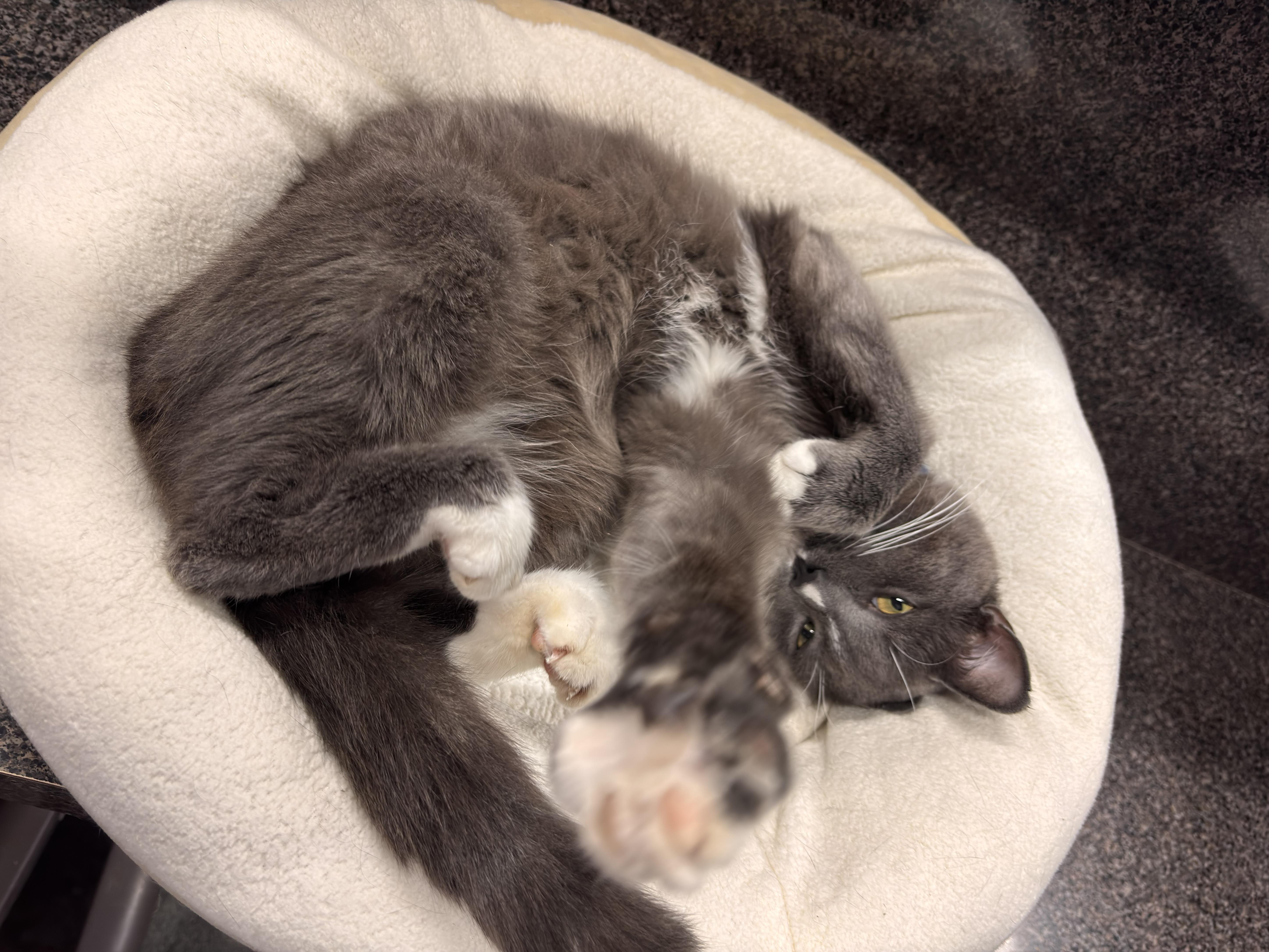 An adult large-sized male Domestic Short Hair cat named LeBeau for adoption in Grand Rapids, MI