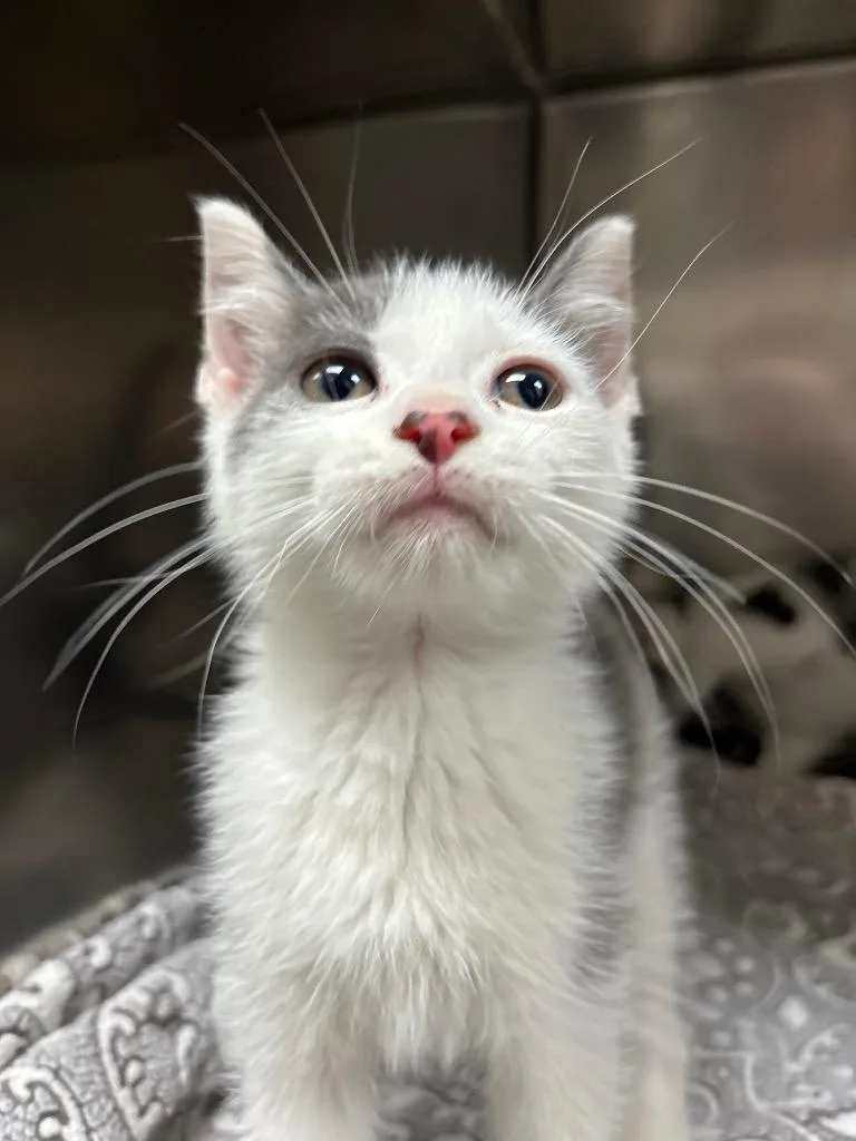 A baby medium-sized male Domestic Short Hair cat named Hubert for adoption in Findlay, OH