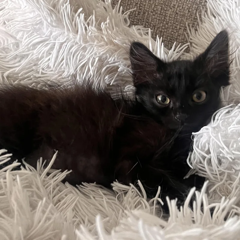 A baby medium-sized male Black Domestic Long Hair cat named Pergola for adoption in Santa Ana, CA