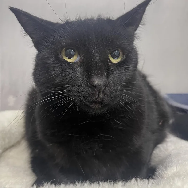 An adult small-sized female Black Domestic Short Hair cat named Salem for adoption in Casa Grande, AZ