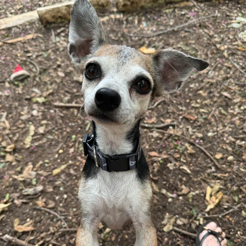 A senior small-sized female Chihuahua dog named Keke for adoption in Warren, RI