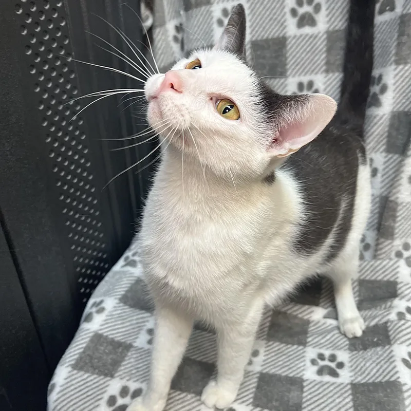An adult medium-sized male White Domestic Short Hair cat named Kaboom for adoption in Fairmont, MN