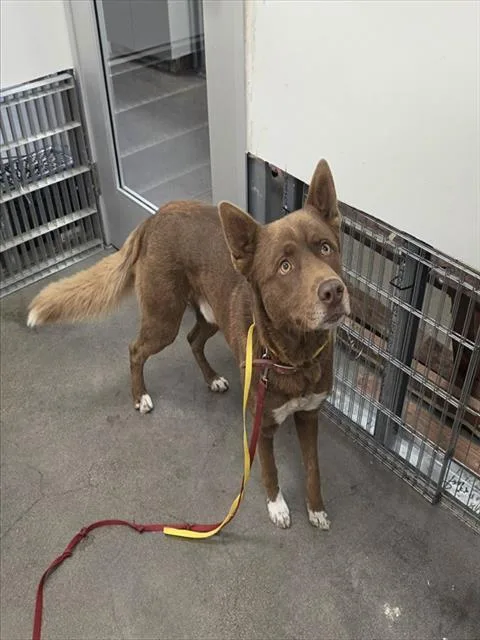 A young medium-sized male Siberian Husky dog named Ignacio for adoption in Berkeley, CA