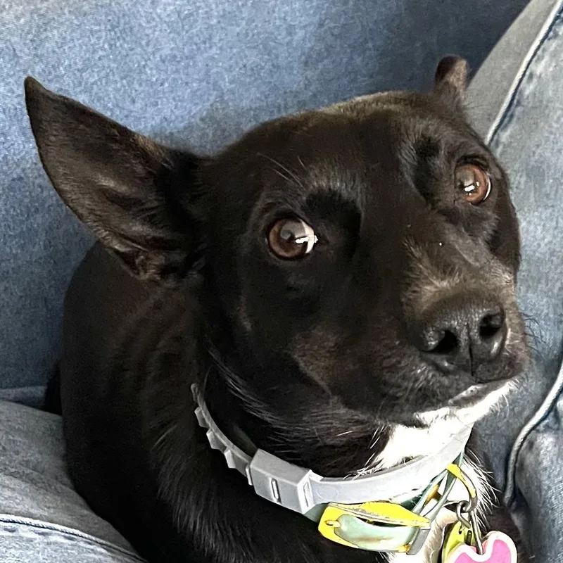 An adult medium-sized female Black Basenji dog named Stella for adoption in CORPUS CHRISTI, TX