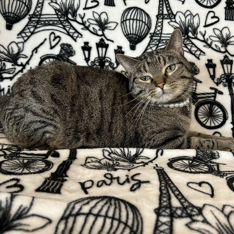 An adult medium-sized female Tabby (Brown / Chocolate) Domestic Short Hair cat named Tempest for adoption in La Salle, IL
