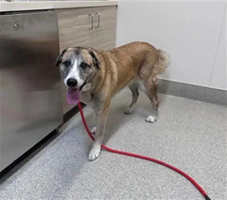 An adult medium-sized female Anatolian Shepherd dog named Lucy for adoption in San Luis Obispo, CA