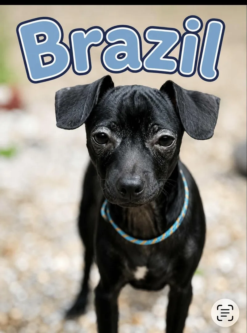 Brazil thumbnail 2