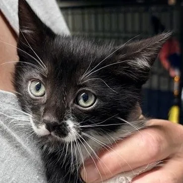 A baby medium-sized male Black & White / Tuxedo Domestic Short Hair cat named Tj for adoption in Bulverde, TX