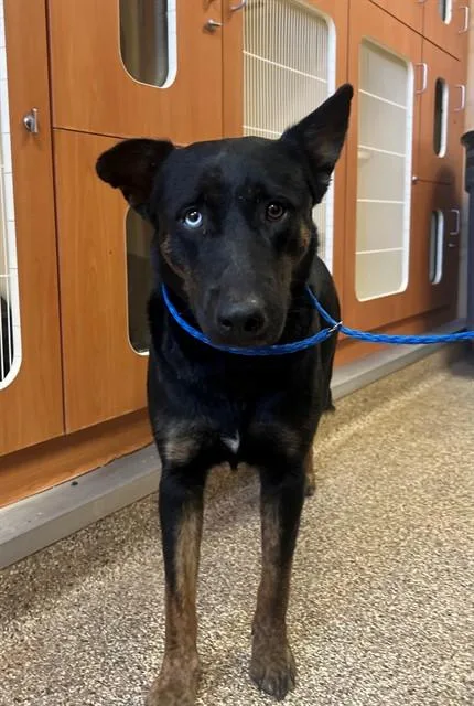 A young large-sized female German Shepherd Dog dog named Eclipse for adoption in Blythe, CA