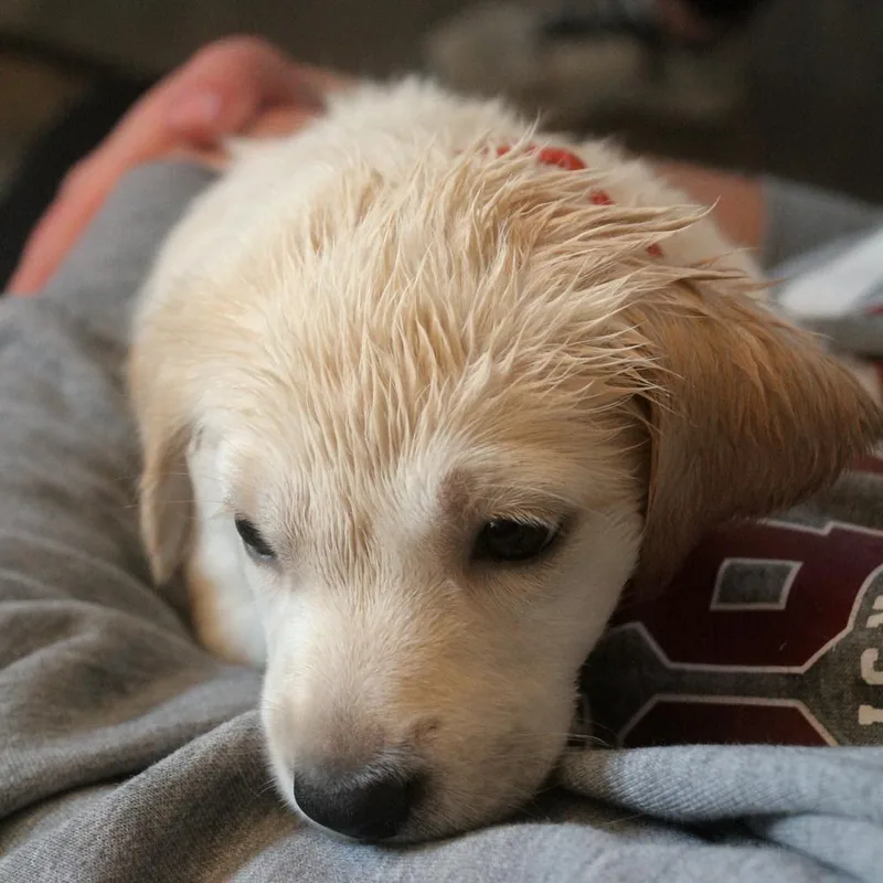 Wazzu thumbnail 2