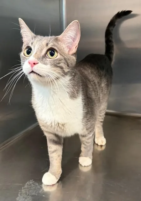 A young medium-sized male Tabby (Gray / Blue / Silver) Domestic Short Hair cat named Spudnick for adoption in Henrietta, TX