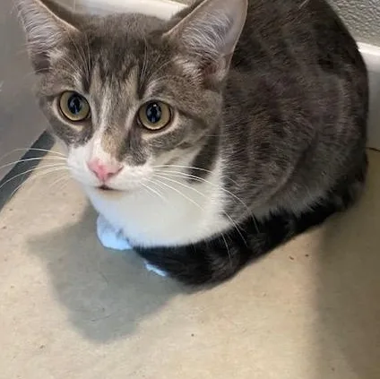 Spudnick thumbnail 3