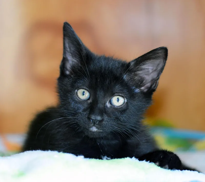 A baby medium-sized female Black Domestic Short Hair cat named Dakota for adoption in San Clemente, CA
