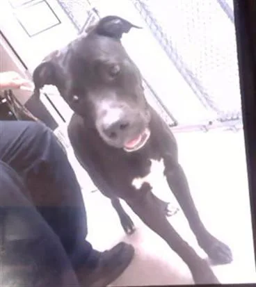 A young medium-sized male Pit Bull Terrier dog named Bellingham for adoption in Statesville, NC