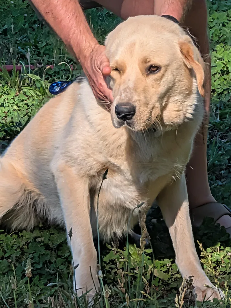 An adult large-sized female Labrador Retriever dog named Chrome for adoption in Rutherfordton, NC