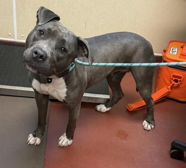 An adult medium-sized female Pit Bull Terrier dog named Ice for adoption in Salisbury, MD