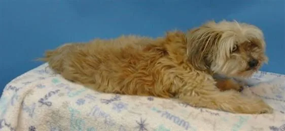 A senior medium-sized male Terrier dog named Bear for adoption in Gardena, CA