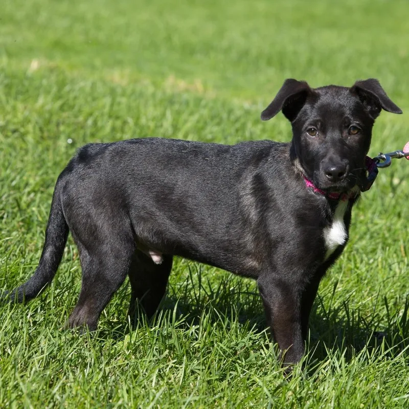 A baby small-sized male Black Labrador Retriever dog named Quill for adoption in South Elgin, IL