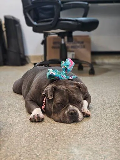 An adult large-sized female American Bulldog dog named Tina Teapot for adoption in Washington, DC