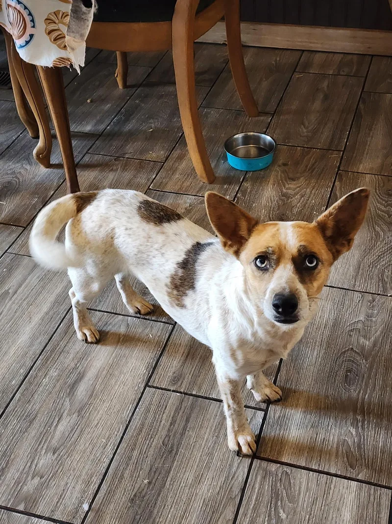 Bluey Pawhuska